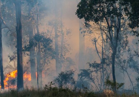 Fire,In,Undergrowth,Of,Eucalypt,Forest,With,Flames,And,Dense